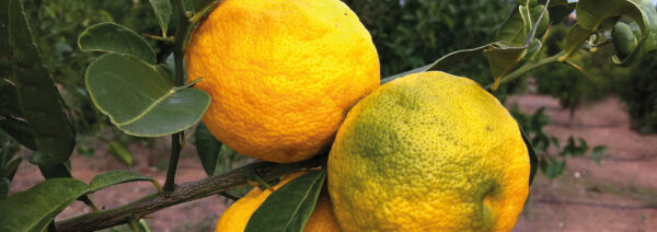 YUZU - Imagen 3