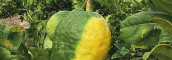 LEMON CIDRA - Imagen 4